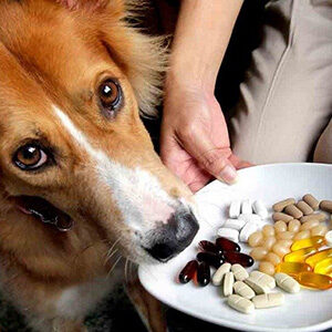 Βιταμίνες Σκύλου και Αντιπαρασιτικά